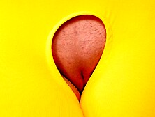 Gorgeous lady in yellow stockings Sage Axel rides on a big dick