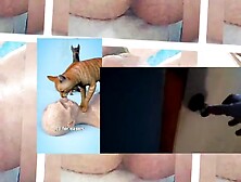 Cats on paradise and meow