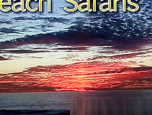 Beach Safaris 33