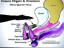 HOW TO SQUIRT ?! Explained FAST !!! Mr PussyLicking