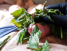 Cock Dick And Balls Massaged,  Kneaded And Burned With Stinging Nettle Leaves