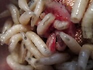 Superworms create hole then maggots deepen 4