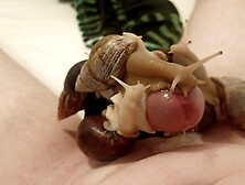 Huge Snails Milk Me So Hard I Cum 4 TImes in a row