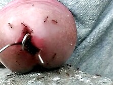 Dick hole exploration by ants swarm caused a flood