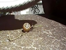 Walkover Snail Crush