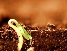 White Power Trailer# Release dateu20142033