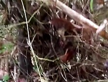 Porn in the jungle in Russian first person