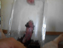 Beetles torture penis