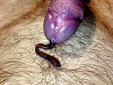 Cock sounding worms long session