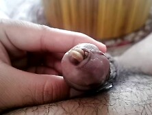 BSF maggot strecth Small cock